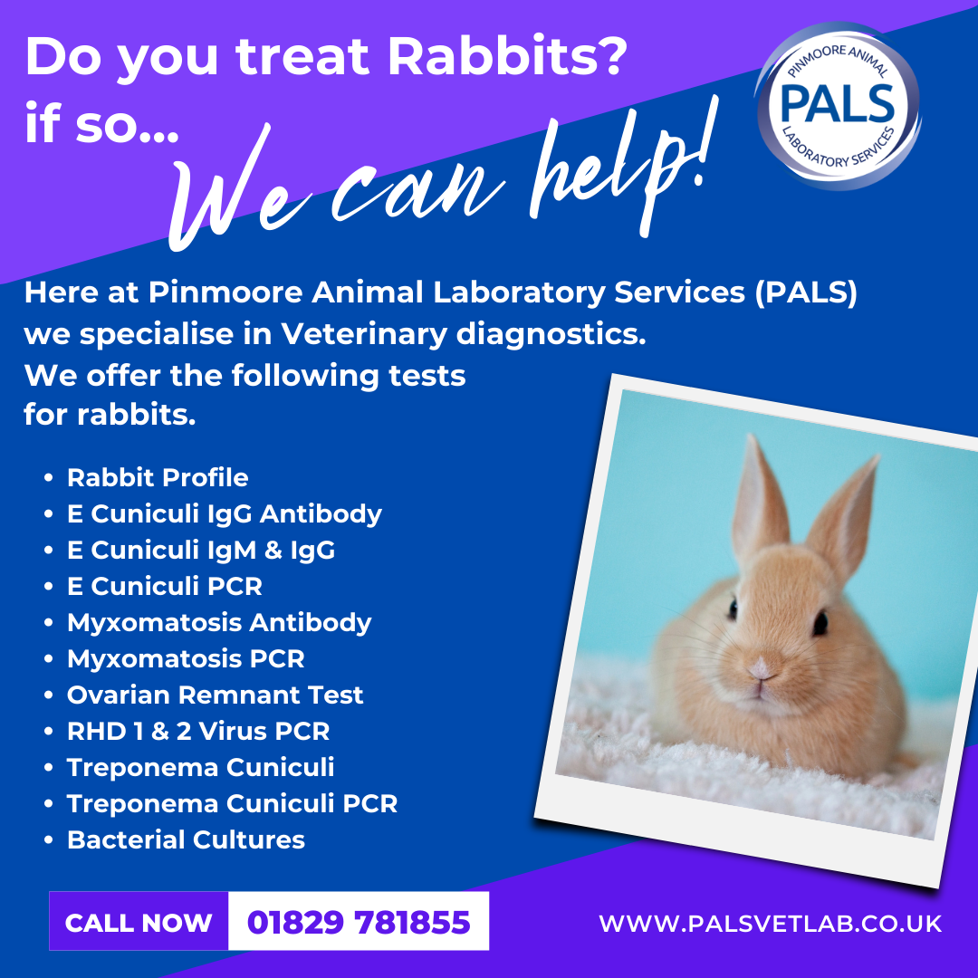 Rabbit health image